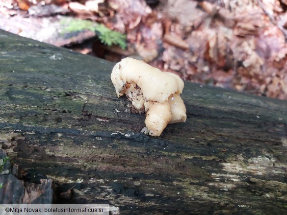 Pleurotus cornucopiae