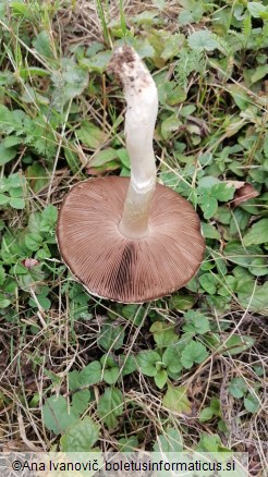 Agaricus campestris