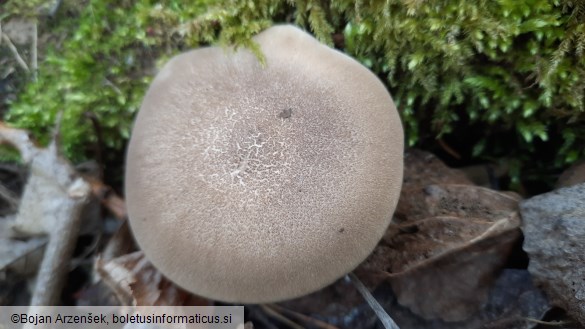 Polyporus ciliatus