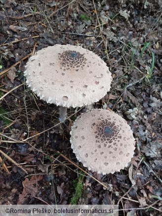 Macrolepiota procera