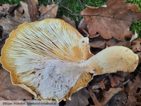 Pleurotus dryinus