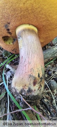 Neoboletus xanthopus