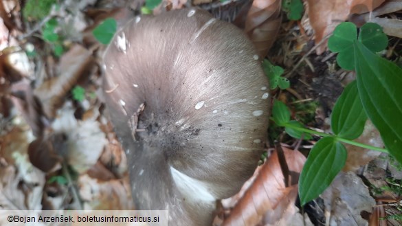 Megacollybia platyphylla