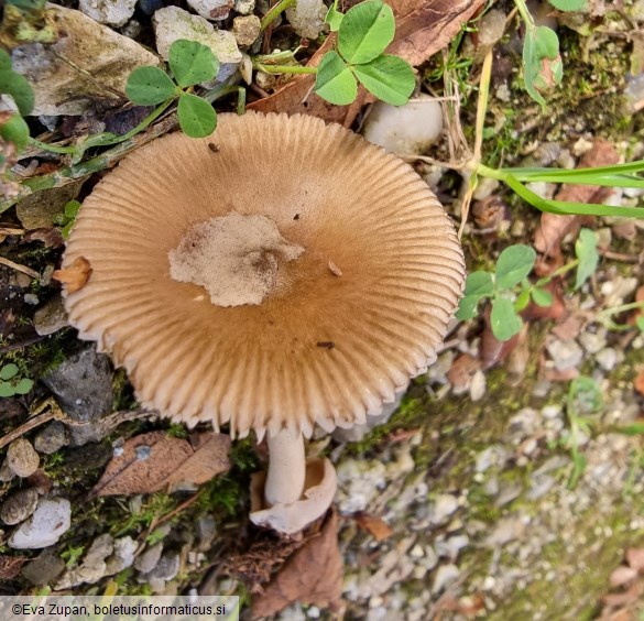 Amanita olivaceogrisea