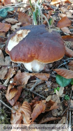 Boletus edulis