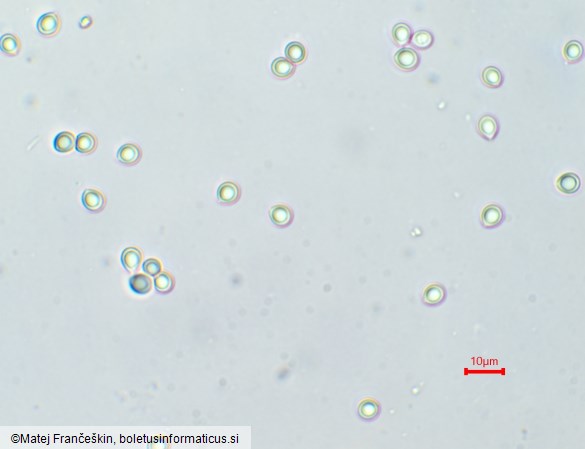 Vanderbylia fraxinea
