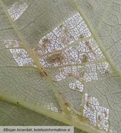 Pseudomicrostroma juglandis