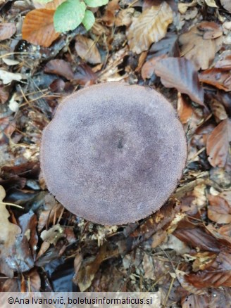 Cortinarius violaceus