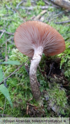 Armillaria ostoyae