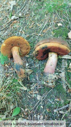 Boletus erythropus