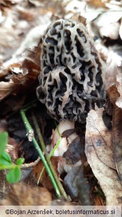 Morchella vulgaris