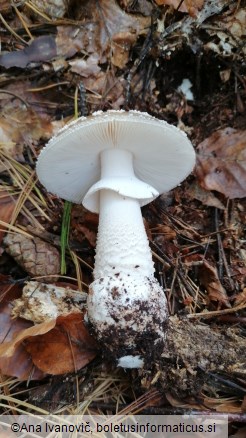 Amanita excelsa