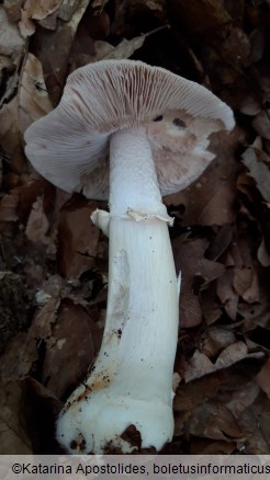 Cortinarius caperatus