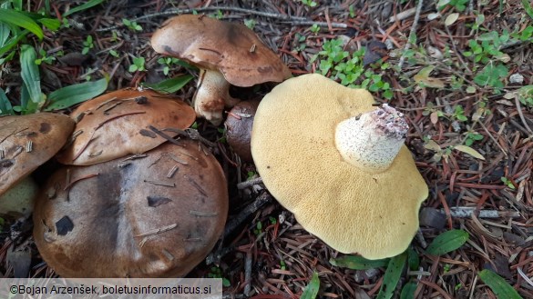 Suillus collinitus