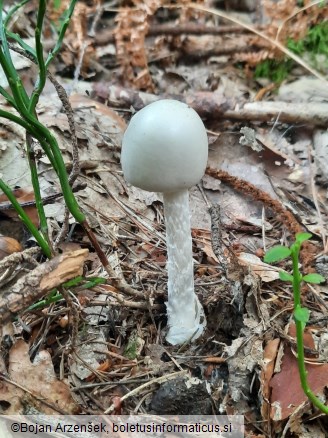 Amanita virosa