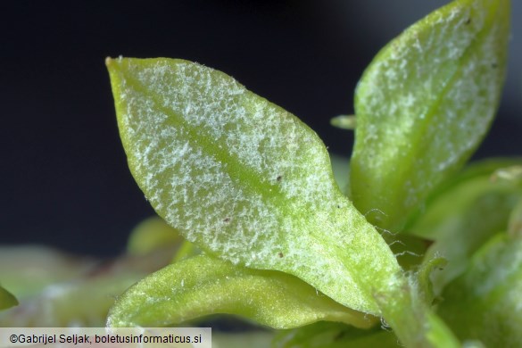 Peronospora alsinearum