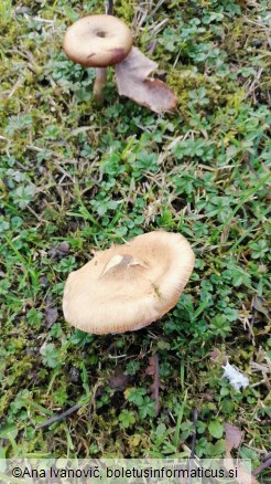 Armillaria mellea