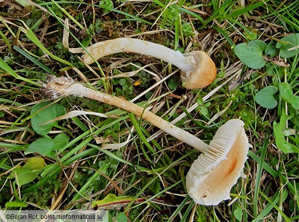 Lepiota oreadiformis