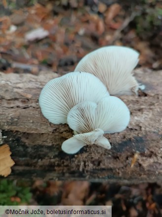 Crepidotus malachius