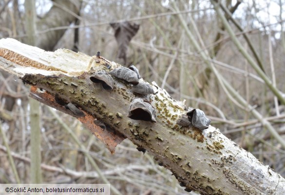 Auricularia auricula-judae