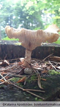 Neolentinus lepideus