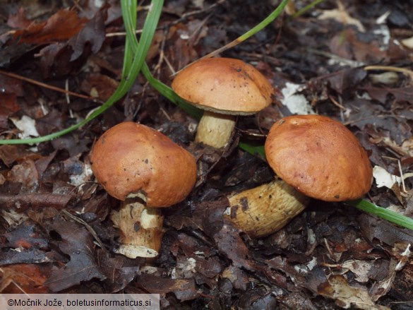 Aureoboletus moravicus