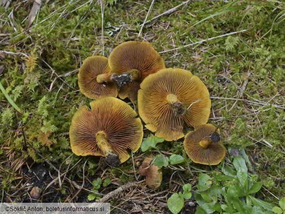 Cortinarius cinnamomeus