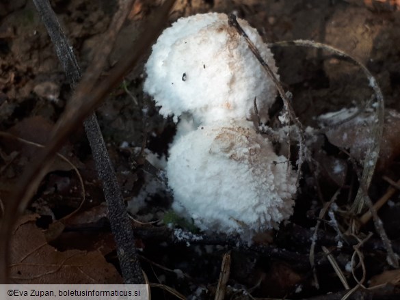 Cystolepiota pulverulenta
