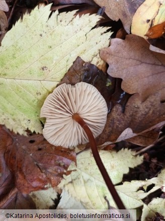 Marasmius cohaerens