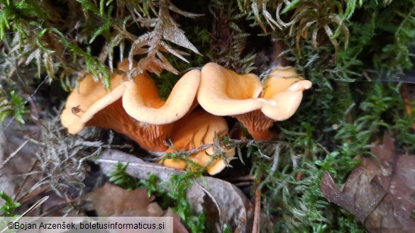 Hygrophoropsis aurantiaca