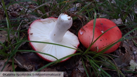 Russula rosea