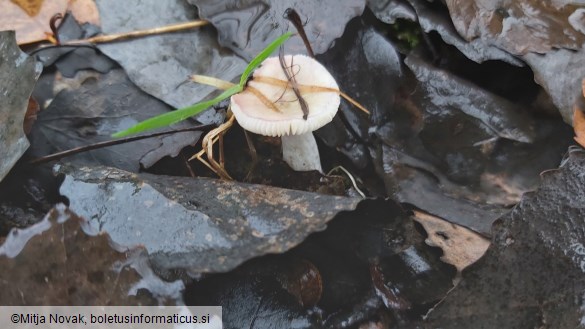 Russula alnetorum