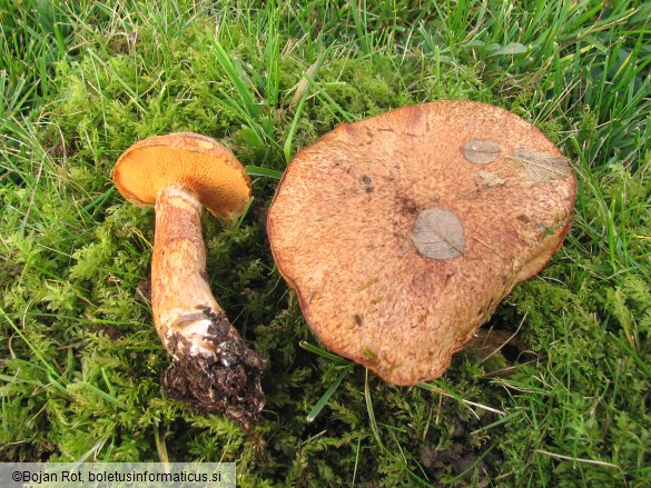 Suillus tridentinus