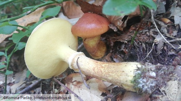 Suillus grevillei