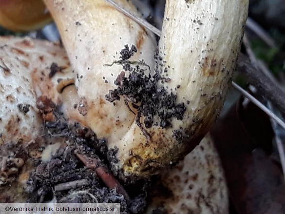 Pseudoboletus parasiticus