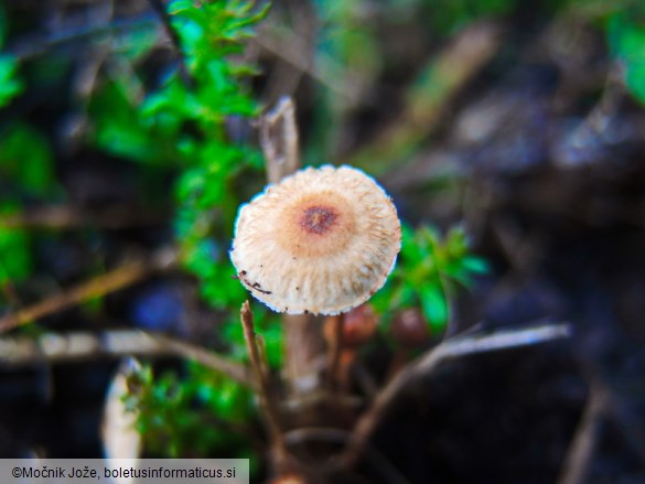 Crinipellis scabella