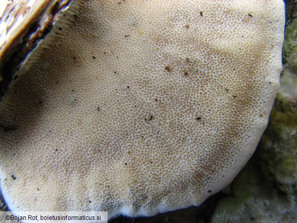 Trametes hirsuta