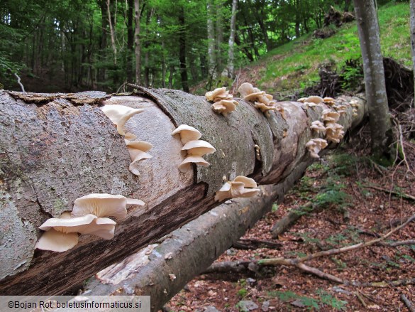 Pleurotus pulmonarius
