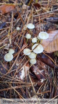 Mycena epipterygia