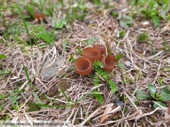 Dumontinia tuberosa