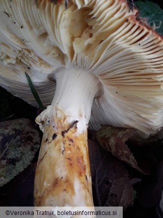 Amanita caesarea