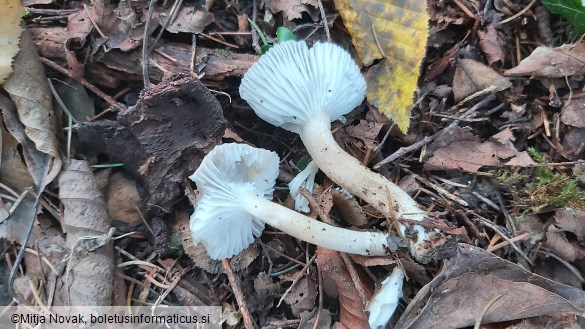 Hygrophorus pustulatus