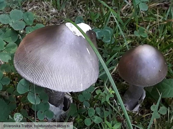 Amanita submembranacea