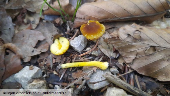 Pluteus romellii