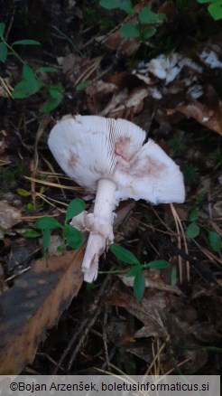 Amanita rubescens