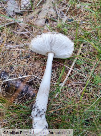 Amanita vaginata