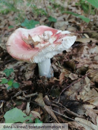 Russula luteotacta