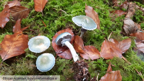 Stropharia aeruginosa