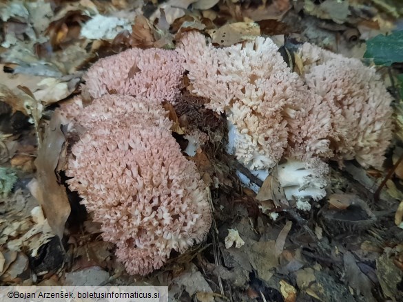 Ramaria botrytis