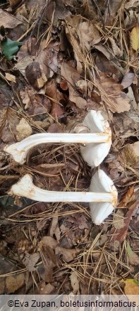 Chlorophyllum olivieri